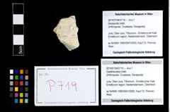 Foto (Objekt + Etikett) von Galatheoidea indet.  (NHMW-GEO-2014-0194-0719)